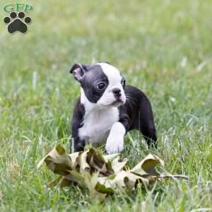 Fred (Tiny), Boston Terrier Puppy